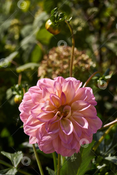 Скачать В саду загородного дома цветут георгины. фотосток Ozero
