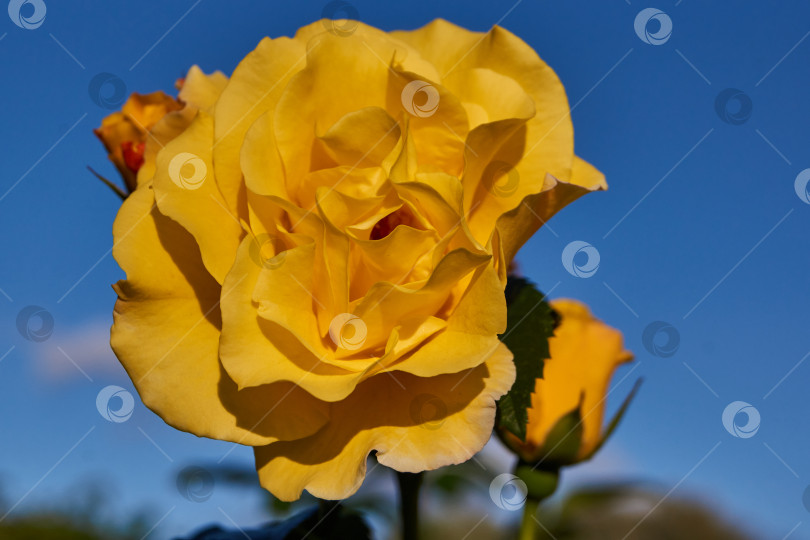 Скачать Желтая роза в саду загородного дома на фоне голубого неба. фотосток Ozero