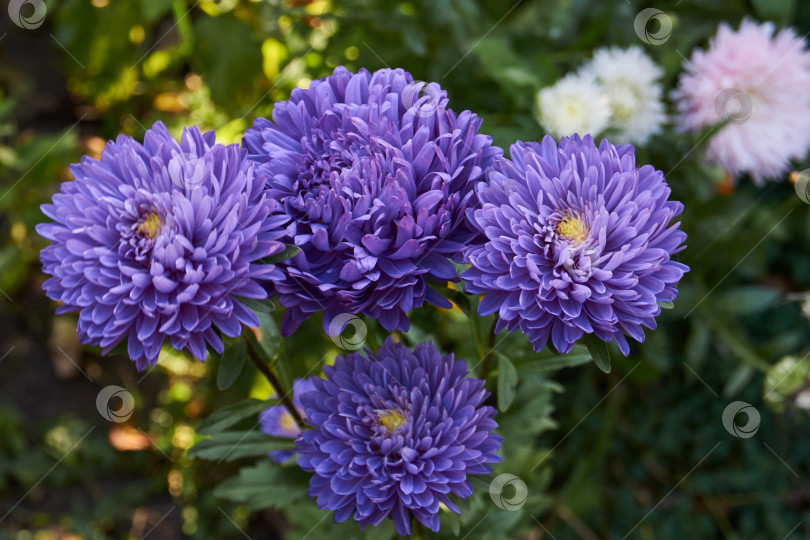 Скачать Астры цветут в саду загородного дома. фотосток Ozero