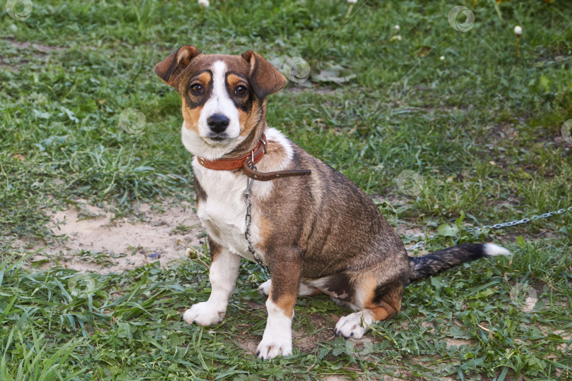 Скачать Собака на лужайке во дворе загородного дома. фотосток Ozero