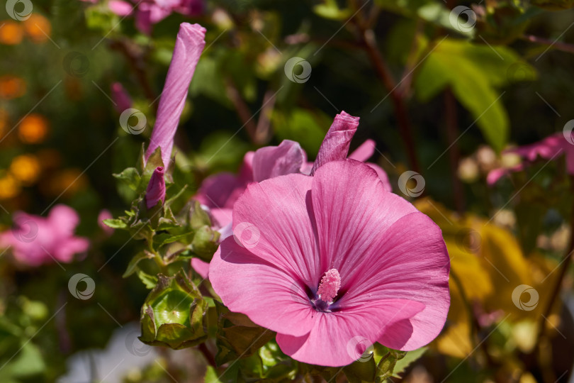 Скачать Лаватера (лат. Лаватера) цветет на лужайке в саду. фотосток Ozero