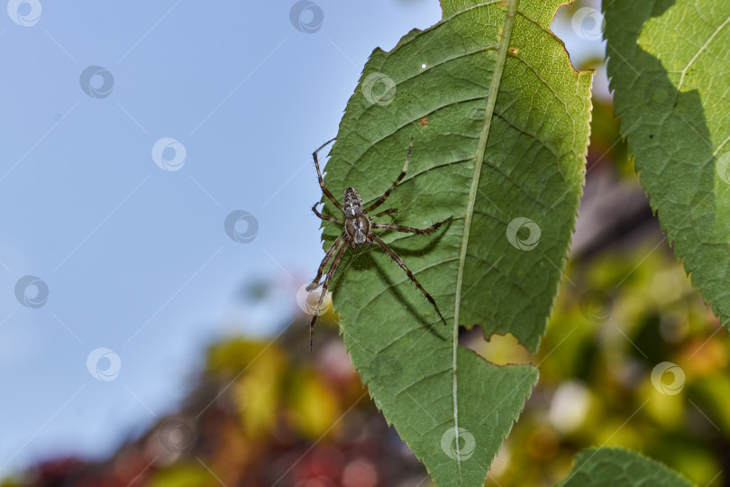 Скачать Паучий крест (лат. Araneus) на дереве поджидает добычу, попавшую в паутину. фотосток Ozero