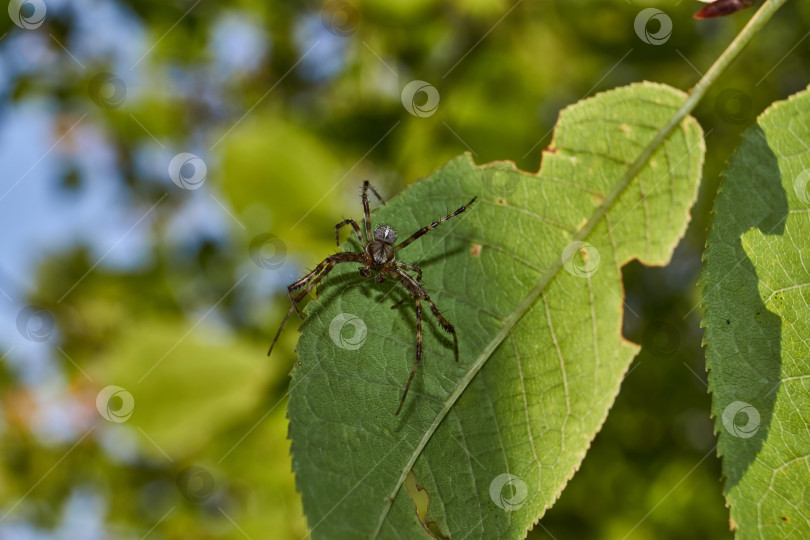 Скачать Паучий крест (лат. Araneus) на дереве поджидает добычу, попавшую в паутину. фотосток Ozero