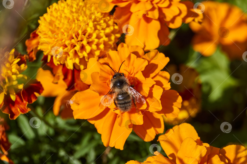 Скачать Шмель собирает пыльцу и нектар с цветков календулы. фотосток Ozero
