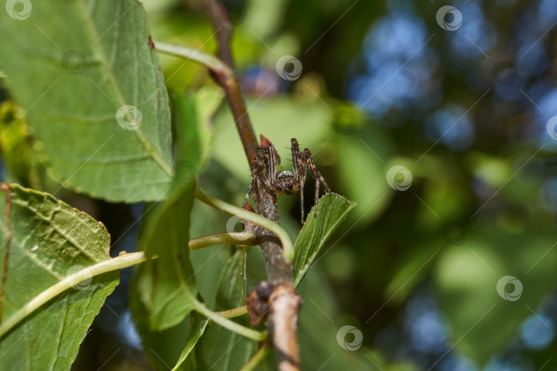 Скачать Паучий крест (лат. Araneus) на дереве поджидает добычу, попавшую в паутину. фотосток Ozero