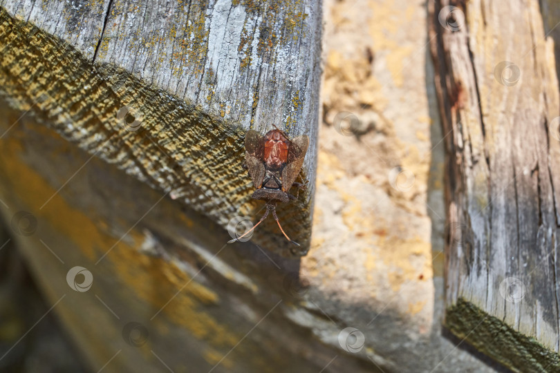 Скачать Клоп Coreus marginatus сидит на старой доске в саду и чистит крылышки задними лапками. фотосток Ozero