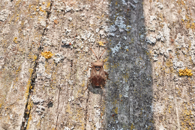 Скачать Клоп Coreus marginatus сидит на старой доске в саду. фотосток Ozero