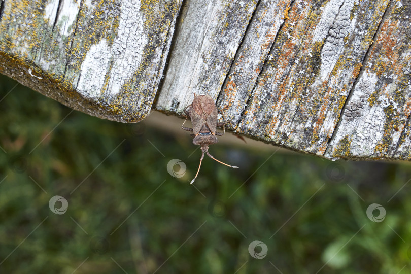 Скачать Клоп Coreus marginatus сидит на старой доске в саду. фотосток Ozero