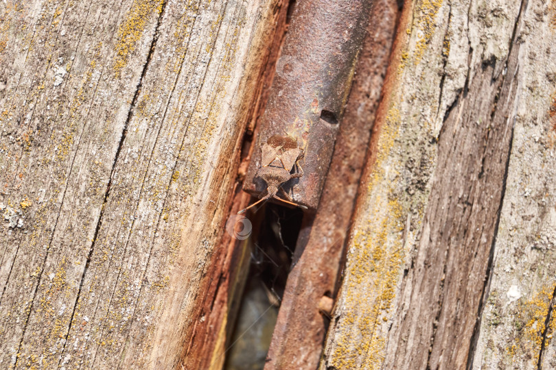 Скачать Клоп Coreus marginatus сидит на старой доске в саду. фотосток Ozero