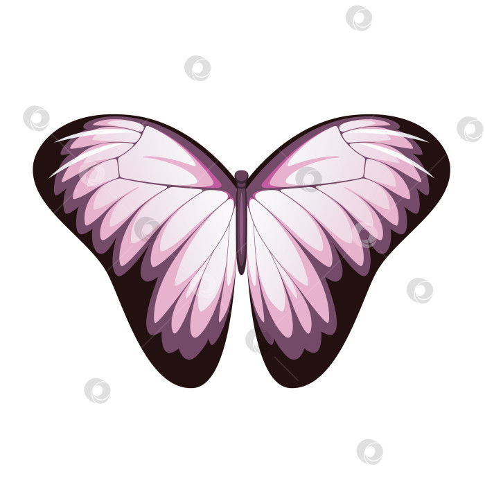 Скачать Розовая бабочка фотосток Ozero