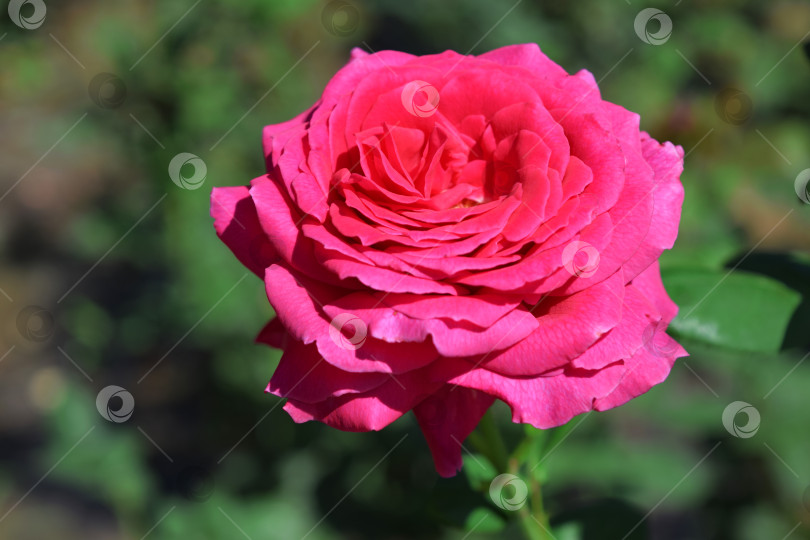 Скачать Большая красная роза на клумбе фотосток Ozero