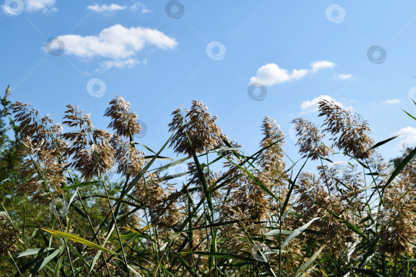 Скачать Тростник обыкновенный под голубым небом фотосток Ozero