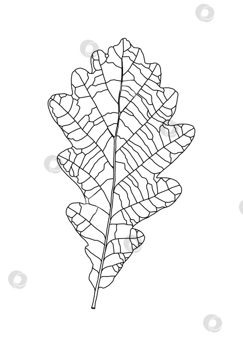Скачать Линейный графический узор из дубовых листьев с выделенными прожилками на белом фоне фотосток Ozero