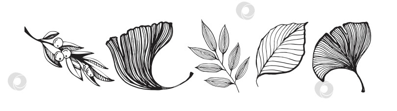 Скачать Набор монохромных силуэтов изящных веток растений. Иллюстрация в плоском стиле. фотосток Ozero