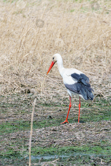 Скачать Крупный план белого аиста (Ciconia ciconia). Аист ищет пищу в траве. фотосток Ozero