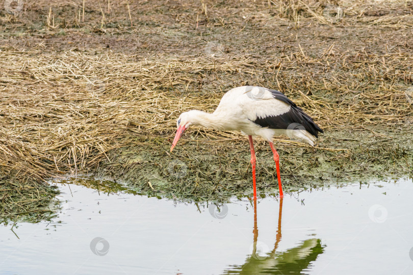 Скачать Крупный план белого аиста (Ciconia ciconia). Аист ищет пищу в траве. фотосток Ozero