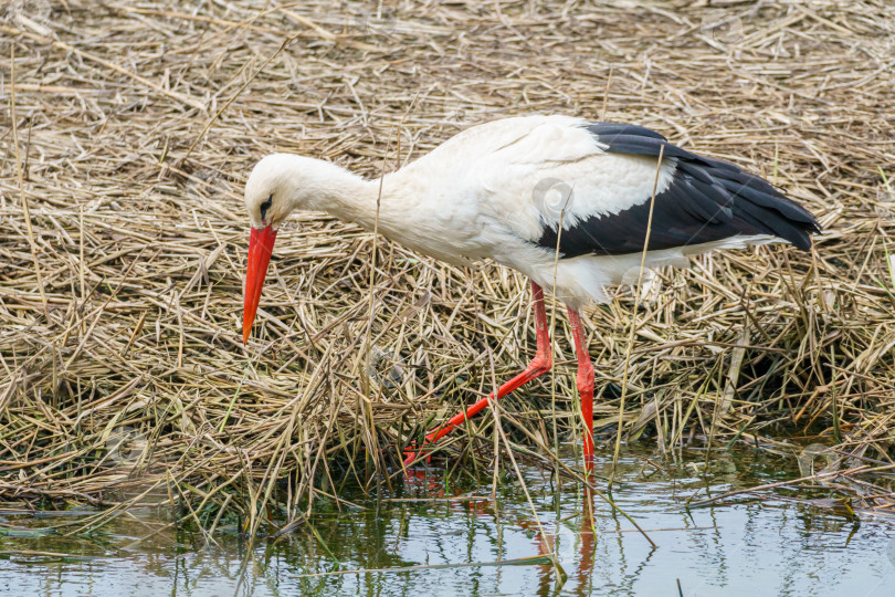 Скачать Крупный план белого аиста (Ciconia ciconia). Аист ищет пищу в траве. фотосток Ozero