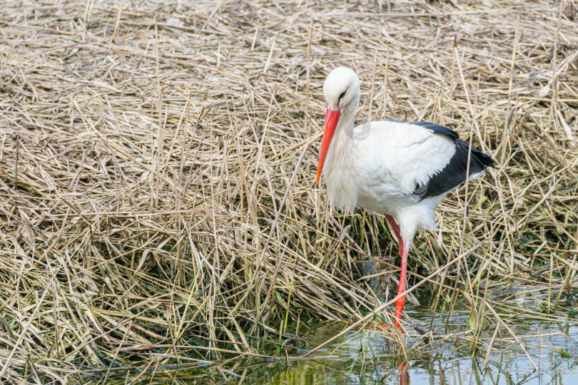 Скачать Крупный план белого аиста (Ciconia ciconia). Аист ищет пищу в траве. фотосток Ozero