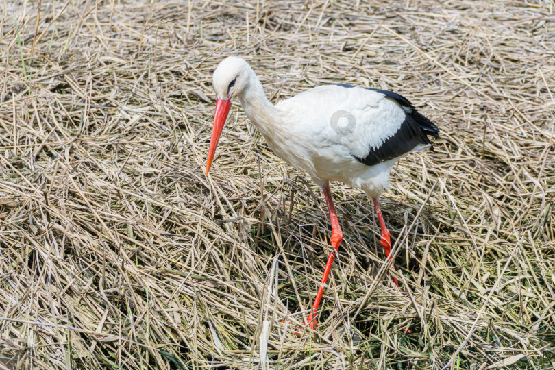 Скачать Крупный план белого аиста (Ciconia ciconia). Аист ищет пищу в траве. фотосток Ozero