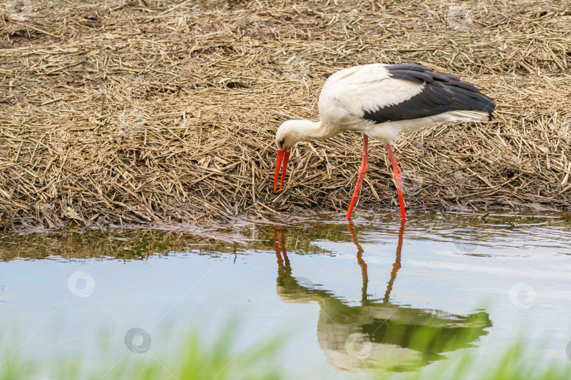 Скачать Крупный план белого аиста (Ciconia ciconia). Аист ищет пищу в траве. фотосток Ozero