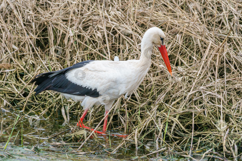 Скачать Крупный план белого аиста (Ciconia ciconia). Аист ищет пищу в траве. фотосток Ozero