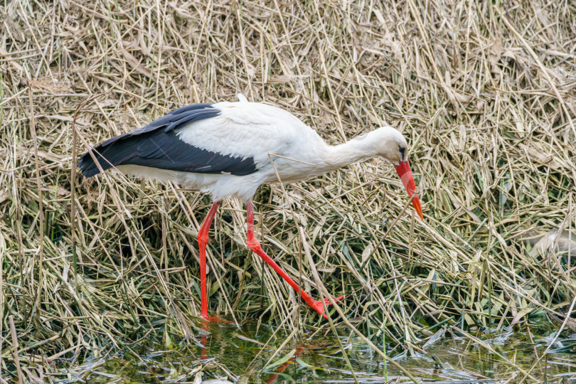 Скачать Крупный план белого аиста (Ciconia ciconia). Аист ищет пищу в траве. фотосток Ozero