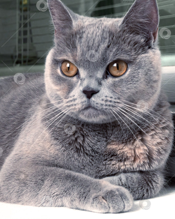 Скачать Портрет серой кошки крупным планом. фотосток Ozero