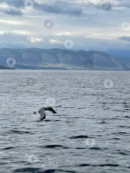 Скачать Чайка, летящая в небе над озером Байкал фотосток Ozero