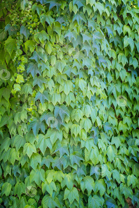 Скачать зеленые листья плюща плотно покрывают стену фотосток Ozero