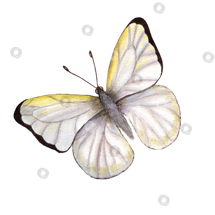 Скачать Акварельные бабочки-капустницы, изолированные на белом фоне. Идеально подходит для обоев, принта, текстиля, детской комнаты, скрапбукинга, свадебных приглашений, дизайна баннеров, открыток, одежды фотосток Ozero
