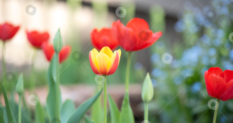 Скачать желтые и красные весенние тюльпаны в солнечный день фотосток Ozero