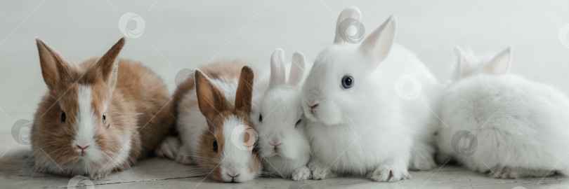 Скачать Группа милых пасхальных кроликов на полу гостиной. Красивые милые домашние животные. фотосток Ozero