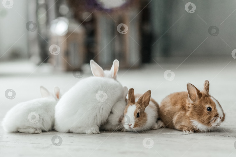 Скачать Группа милых пасхальных кроликов на полу гостиной. Красивые милые домашние животные. фотосток Ozero