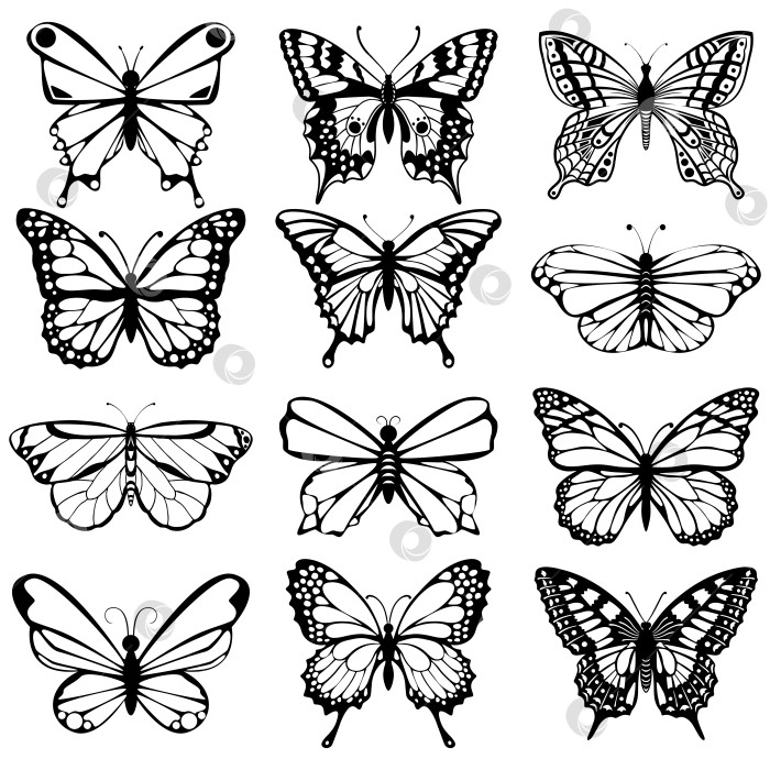 Скачать Коллекция черно-белых бабочек фотосток Ozero