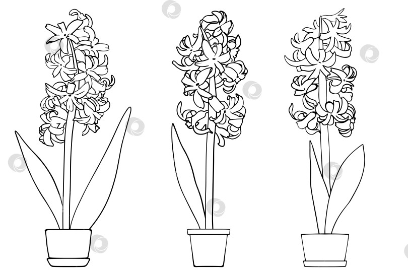 Скачать Декоративные цветы гиацинта на белом фоне. Цветочные элементы для весеннего дизайна и книжки-раскраски. Гиацинты
в горшке. фотосток Ozero