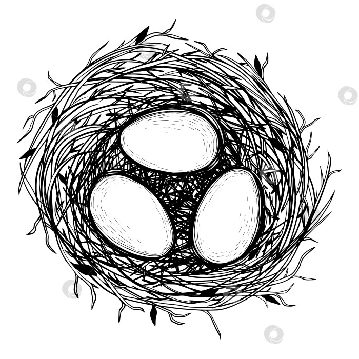 Скачать Векторная иллюстрация нарисованного от руки гнезда с яйцами. фотосток Ozero