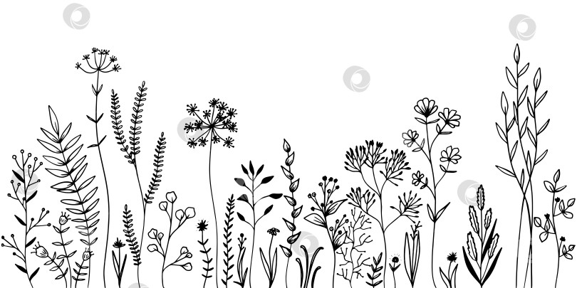 Скачать Набор диких луговых трав и цветов. Нарисованная от руки черная векторная иллюстрация. Изолированные элементы для дизайна. фотосток Ozero
