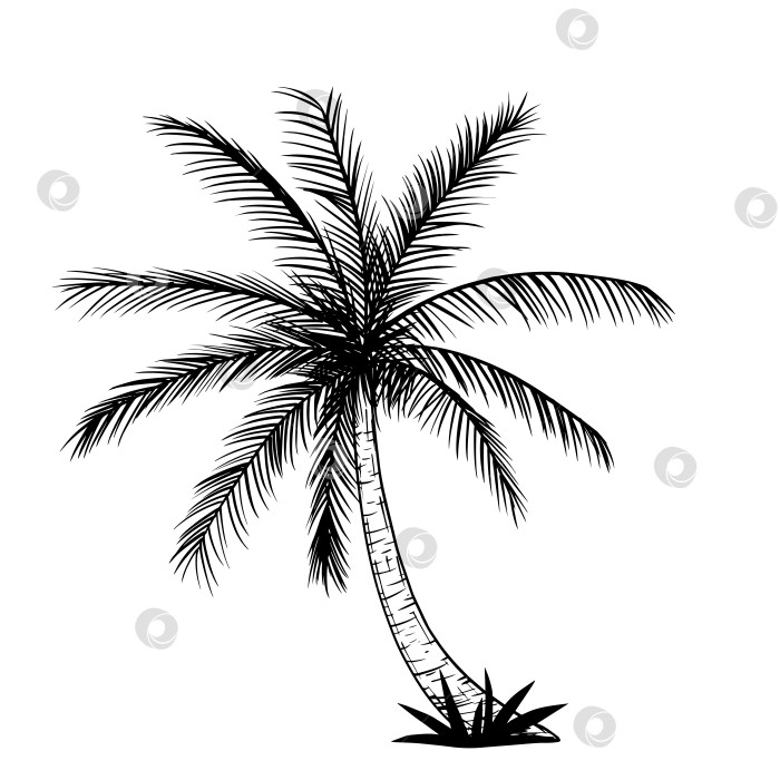 Скачать Тропическая пальма, черные силуэты и контуры, выделенные на белом фоне. фотосток Ozero