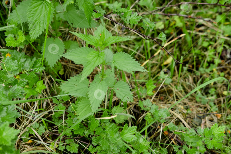 Скачать Крапива крупным планом растет среди травы. полезное растение фотосток Ozero