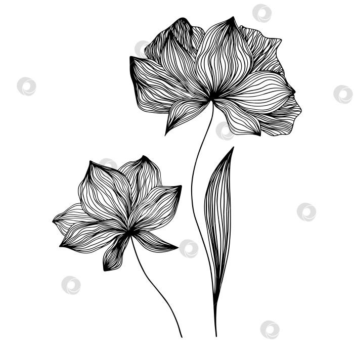 Скачать Черные векторные цветы на белом фоне фотосток Ozero