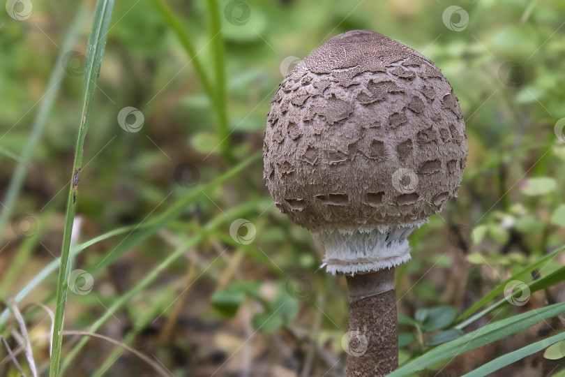 Гриб Зонтик пестрый Macrolepiota procera. Съедобный гриб