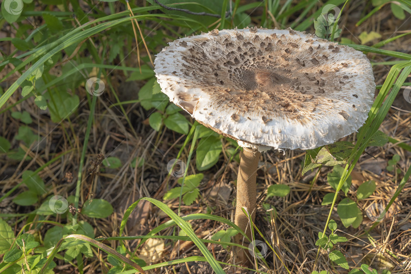 Скачать Зонтик пестрый, или большой (Macrolepiota procera) фотосток Ozero