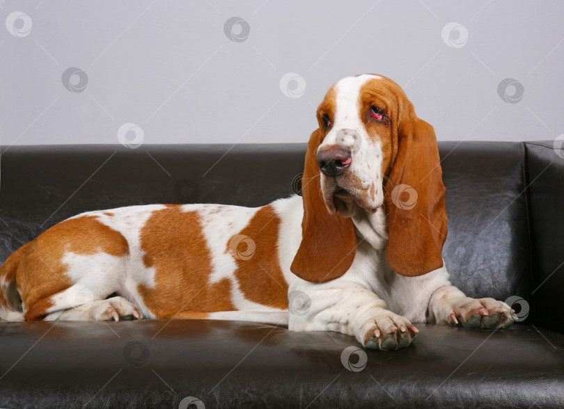 Скачать собака породы бассет-хаунд лежит на диване фотосток Ozero