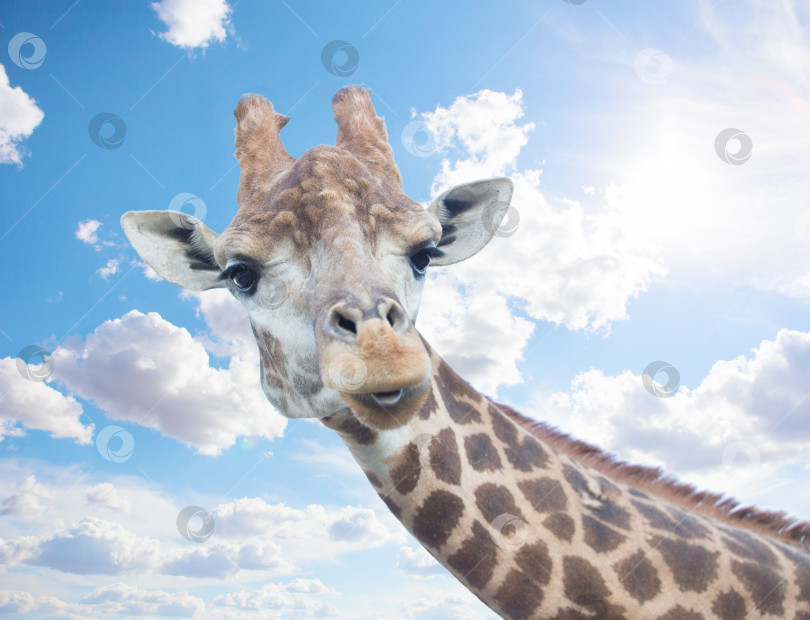 Скачать голова симпатичного жирафа на фоне неба фотосток Ozero