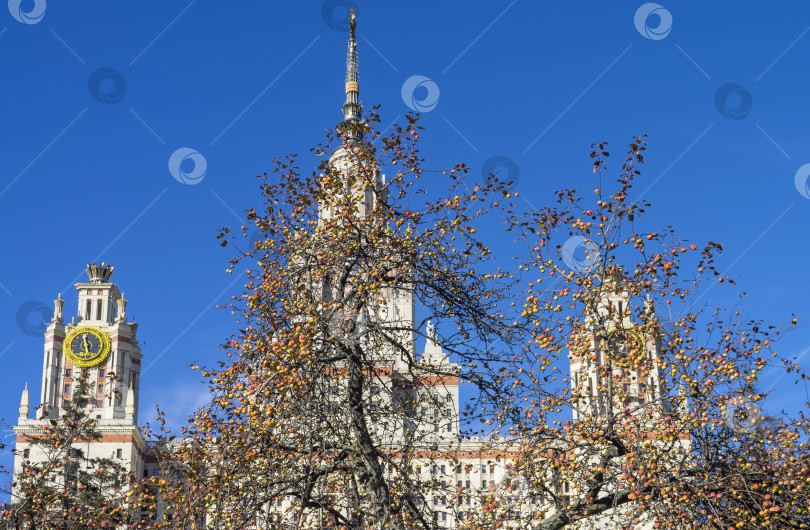 Скачать Спелые яблоки на фоне Московского государственного университета. фотосток Ozero