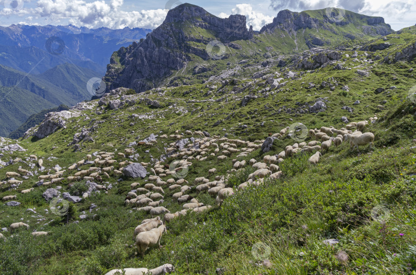 Скачать Пасущиеся овцы на горном пастбище. фотосток Ozero