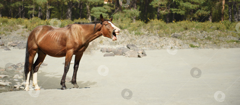 Скачать бурая лошадь ржет на пляже. фотосток Ozero