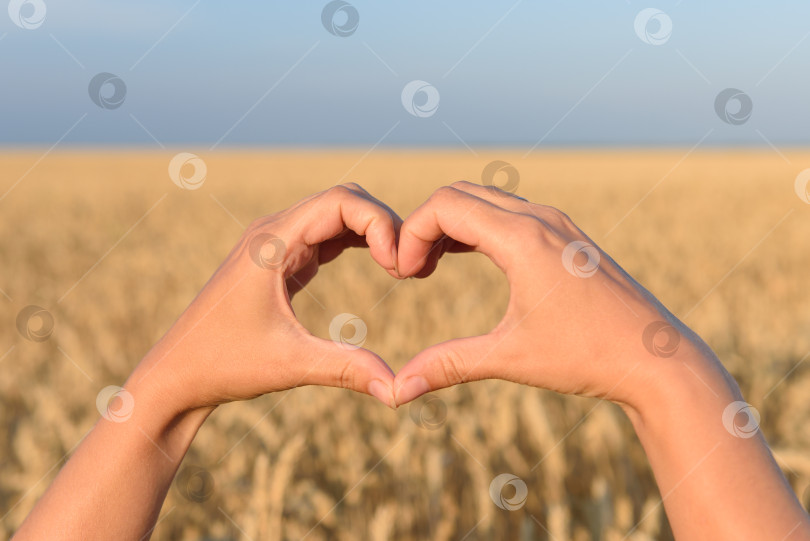 Скачать символ сердца из рук на фоне пшеницы. h фотосток Ozero
