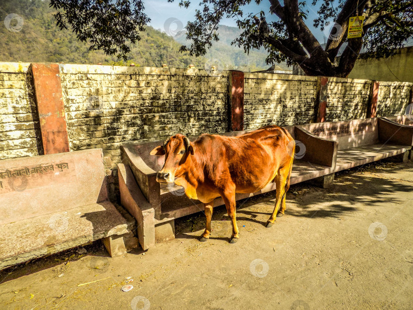 Скачать Корова в Индии фотосток Ozero