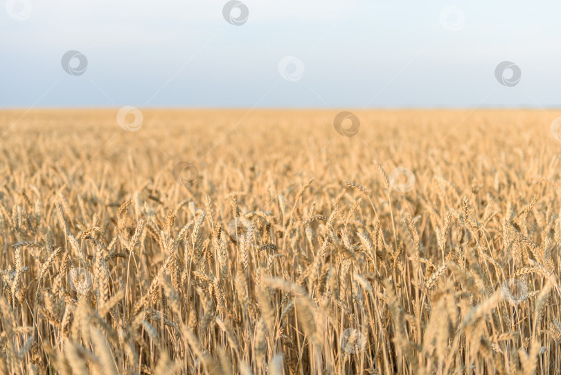 Скачать Поле золотистой спелой пшеницы на закате. фотосток Ozero